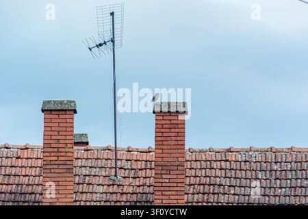 Ziegelschornsteine auf altem Dach, Nahaufnahme, Ziegelwand im Hintergrund, Kopierraum. Stockfoto