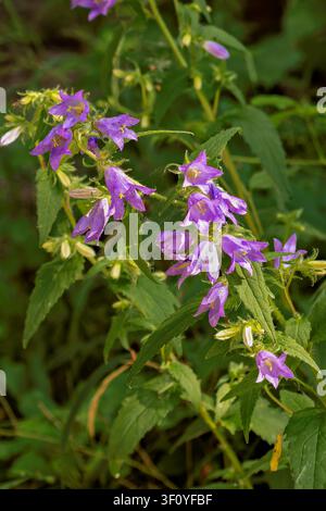Vertikale Nahaufnahme von lebendigen lila Halswurz-Glockenblumen, die zwischen dichtem grünem Waldlaub blühen. Stockfoto