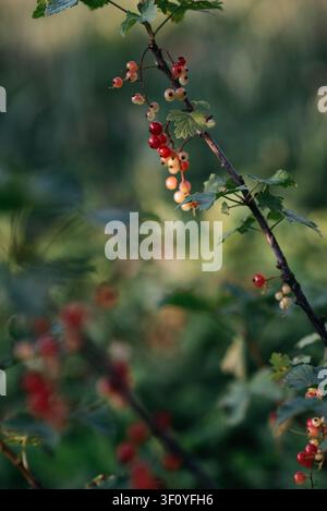 Haufen reifender Rote Beeren, die an einem Ast in einem Sommergarten hängen. Frische Bio-Beeren mit grünen Blättern, in natürlichem Licht mit weichem Bokeh-Hintergrund aufgenommen. Saisonale Ernte, gesunde Nahrung, Natur auf dem Land, Nahaufnahme. Stockfoto