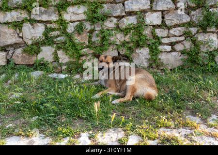 Herrenloses Hund ruht auf Gras neben einer alten Steinmauer innerhalb der Burg Berat, Albanien Stockfoto