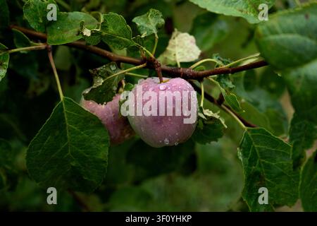 Frischer Apfel mit Regentropfen, der an einem Apfelbaumzweig in einem Obstgarten hängt, Nahaufnahme Stockfoto