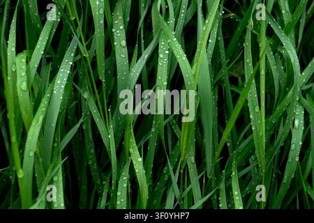 Nahaufnahme von frischen grünen Grasblättern, die nach dem Regen mit Regentropfen bedeckt sind. Natürlicher Hintergrund mit üppiger Vegetation und Wassertröpfchen. Stockfoto