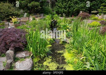 Stein- und Wassergarten im botanischen Garten von Sheffield, South Yorkshire, England. Stockfoto