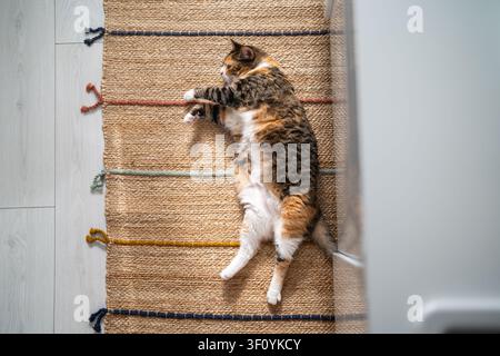 Entspannte, faule Kaliko-Katze liegt bequem auf dem Boden im Haus. Niedliches, flauschiges Katzen Tier genießt einen ruhigen Moment zu Hause, streckt die Pfoten, zeigt ihren kühlen Bauch, ruht Stockfoto
