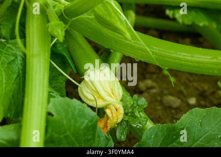 eine weibliche Blüte von Zucchini (Cucurbita pepo), die an der Basis einen kleinen eiförmigen Fruchtknoten hat. Stockfoto