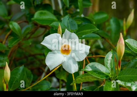 eine Blume der Mandevilla-Pflanze (auch bekannt als Dipladenia oder Brasilianischer Jasmin), die sich durch große weiße Blüten mit einem gelben Zentrum auszeichnet. Stockfoto