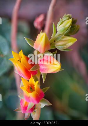 Blühende Echeveria-Sukkulente mit korallenroten und gelben Blüten in Makro-Nahaufnahme vor einem weichen, unscharfen Hintergrund. Stockfoto