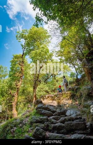 Wanderer gehen auf einem Steinpfad durch eine dichte Waldlandschaft in den Bergen von Himachal Pradesh, Indien. Stockfoto