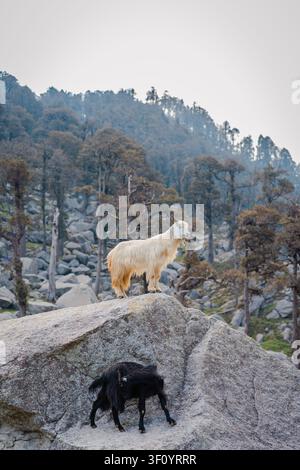 Zwei Ziegen stehen auf einem großen Felsbrocken in einer nebligen Bergwaldlandschaft im Himalaya. Stockfoto