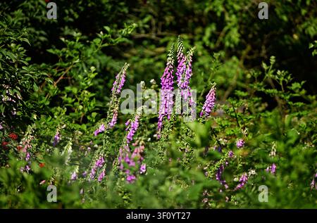 Fingerhut, Digitalis purpurea im Wald, Wildtier-Wildpflanze, rosa, blau, rot Stockfoto