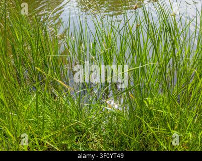 Grünes Gras und Seggenrohr, die am Ufer des Flusses am Wasserrand wachsen Stockfoto