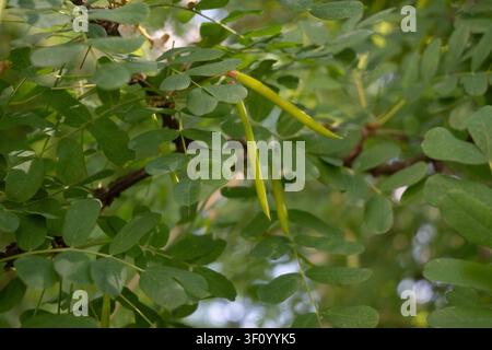 Horizontale Ansicht schlanker grüner Akazien-Samenkapseln, die von belaubten Baumzweigen hängen, vor einem unscharfen natürlichen Hintergrund. Ideal für botanische Darstellungen Stockfoto