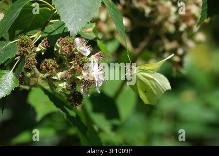 Feuerfalter (Gonepteryx rhamni) füttert sich mit Weißblüten-Nektar auf einer Sommerwiese Stockfoto