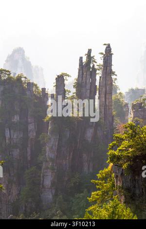 Neblige Sandsteinpfeiler im Zhangjiajie Nationalwaldpark, Hunan-Provinz, China, umgeben von üppigem subtropischem Wald. Stockfoto