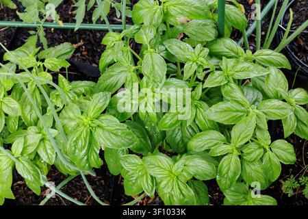 Frischer Basil, der im Garten wächst Stockfoto