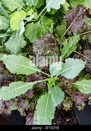 Kohl wächst in einem Hinterhof-Nahrungsmittelproduktiongarten Stockfoto