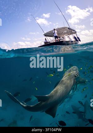 Großer Nursehai (Nebrius ferrugineus) schwimmt unter einem Tauchboot in den kristallklaren Gewässern der Malediven, Indischer Ozean. Stockfoto