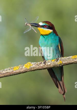 Europäischer Bienenfresser, Merops apiaster. Ein Vogel mit einer Libelle im Schnabel sitzt auf einem schönen Ast Stockfoto