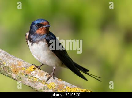 Nahaufnahmeporträt einer einzelnen Schwalbe (Hirundo rustica), die auf einem Ast sitzt Stockfoto
