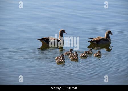 Nilgänse auf dem See Stockfoto
