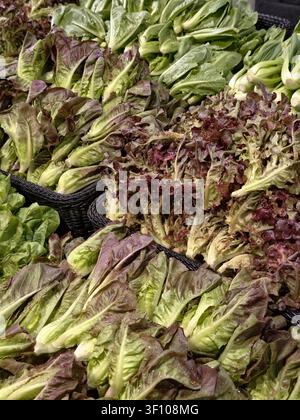 Frisches Bio-Salatgemüse in schwarzen Weidenkörben Stockfoto