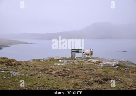 Ein Schaf steht neben einer Holzbank auf einem felsigen Hügel mit Blick auf einen nebligen See auf der Isle of Harris, schottische Highlands, Schottland Stockfoto