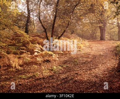 Herbst in Burnham Beeches, Buckinghamshire, ca. 1955. Stockfoto