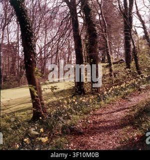 Waldspaziergang, Palace Hotel, Torquay, Devon, ca. 1955. Stockfoto