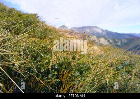Wacholder und trockene Gräser am Prokletije-Hang im Nahaufnahme. Zeigt subalpine Pflanzengemeinschaften und den Artenschutz in den Dinarischen Alpen. Stockfoto