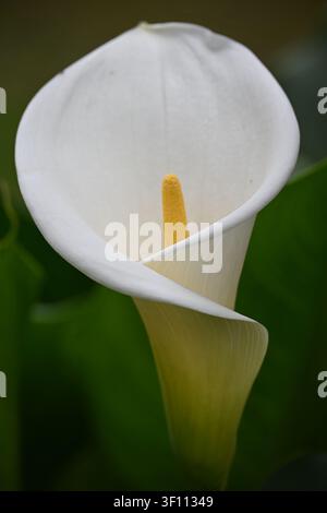 Weiße Calla-Lilie (Zantedeschia aethiopica) Nahaufnahme in Imbabura, Ecuador Stockfoto