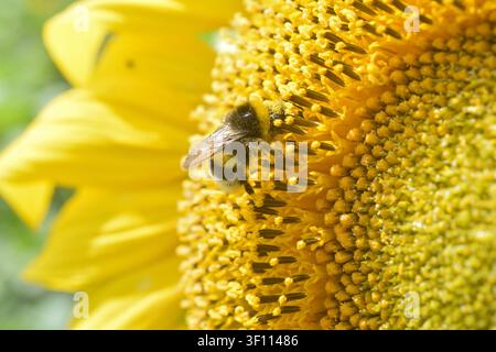 10.07.2026 Sonnenblume Deutschland/ Sachsen-Anhalt/ Altmark/ Altmarkkreis Salzwedel/ Stadt Klötze/ zwischen Kusey und Schwarzendamm/ Sonnenblumenfeld/ Sonnenblume/ Details/ Hummel beim Nektar sammeln *** 10. Juli 2026 Sonnenblume Deutschland Sachsen-Anhalt Altmark Altmarkkreis Salzwedel Stadt Klötze zwischen Kusey und Schwarzendamm Sonnenblumenfeld Sonnenblume Details Hummel beim Nektarsammeln Stockfoto