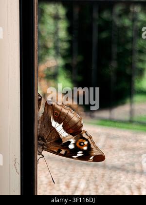Makroaufnahme von Wildtieren mit einer Schwalbenschwanzfalter in ruhiger Ruheposition auf rustikalem Holz. Hohe Detailgenauigkeit, natürliches Licht und geringe Tiefenschärfe machen das Bild ideal für Biodiversitäts-, Entomologie- und Naturthermen Stockfoto