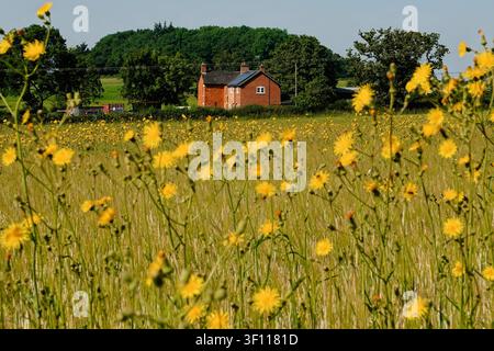 Feld mit gelben Wildblumen, die vor einem roten Backsteinbauernhaus in der Nähe von Thurvastone, UK, blühen Stockfoto