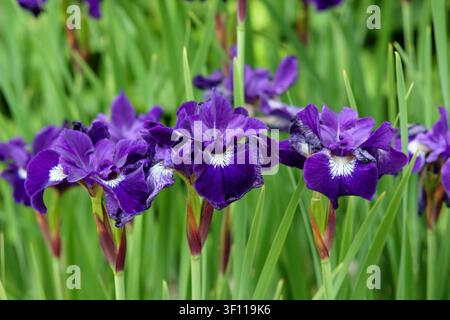 Sibirische Schwertlilie 'Shirley Pope'. Iris sibirica 'Shirley Pope' violette Blüten im Spätfrühling, UK Stockfoto
