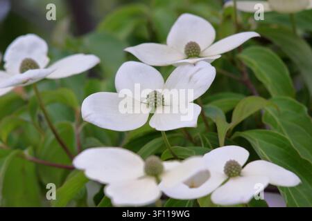 Cornus Porlock Hartriegel. Blühender Hartriegel. Weiße Hochblätter des Hartriegels Porlock, kleiner Baum in Blüte im Spätfrühling. UK Stockfoto