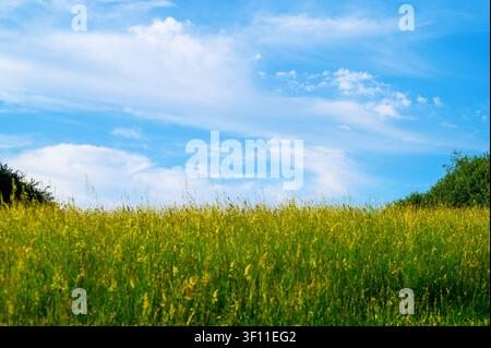 Heller blauer Himmel mit feinen weißen Wolken über einem Feld mit hohem grünem Gras. Stockfoto