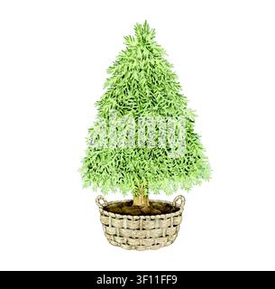 Handgemalter Aquarell-Weihnachtsbaum in einem geflochtenen Korb. Feiertagsbotanische Illustration für festliche Wohnkultur, Grußkarten, Einladungen Stock Vektor