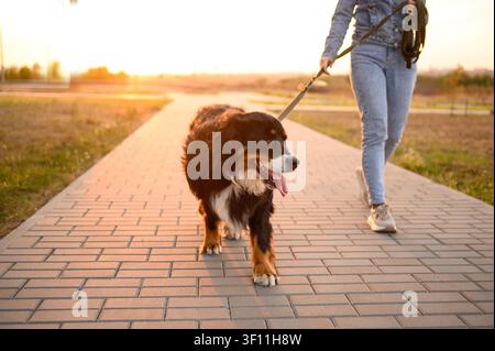 Hundetraining, lockeres Leinenhandling mit Verhaltenskontrolle beim Berner Sennenhund im Stadtpark bei Sonnenuntergang. Verantwortungsbewusster Umgang mit Haustieren, konf Stockfoto