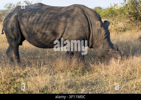 Enthörntes erwachsenes weißes Nashorn (Ceratotherium simum) frisst trockenes Savannengras im Sabi Sands Game Reserve, Südafrika Stockfoto