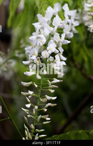 Nahaufnahme von weißen Wisteria-Blütenbüscheln, die von einer Kletterpflanze in einem mediterranen Garten hängen. Frühlingsbotanisches Foto, im Freien in Portu aufgenommen Stockfoto