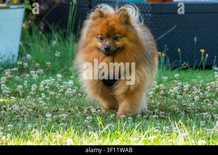 Ein flauschiger orangefarbener Pomeraner läuft auf die Kamera zu über weißen Klee, Trifolium repens. Das Gartenporträt fängt den kleinen Hund im sanften Sommer ein Stockfoto