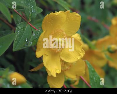 Nahaufnahme einer Rosenmalvenblüte, Hypericum calycinum Stockfoto