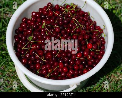 Ein weißer Plastikeimer gefüllt mit frischen reifen roten Kirschen, der auf grünem Gras steht. Stockfoto