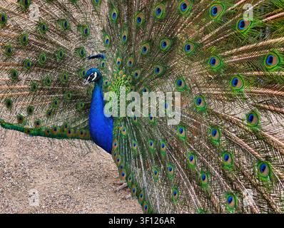 Pfau zeigt voll aufgefangenen Schwanz mit perfekter Symmetrie, lebhafte blaue, grüne und goldene Augenfleckenfedern schaffen ein luxuriöses Porträt Stockfoto