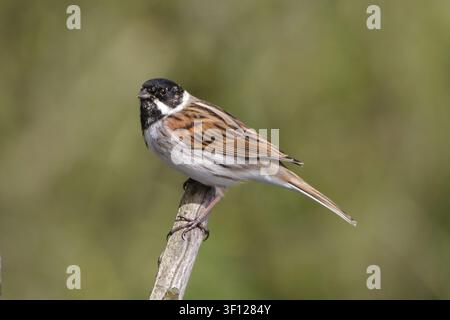 Männlicher Rohrammer (Emberiza schoeniclus) auf einem Ast, Nahaufnahme des gesamten Körpers mit weichem grünem Hintergrund Stockfoto
