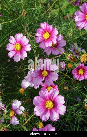 Sommerblumen in Blüte. Rosa Kosmeien im Gartensonnenschein Stockfoto