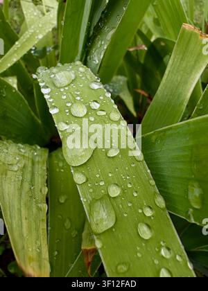 Große transparente Regentropfen und Morgentautropfen auf frischen grünen Blättern in einem Sommergarten, Nahaufnahme. Stockfoto
