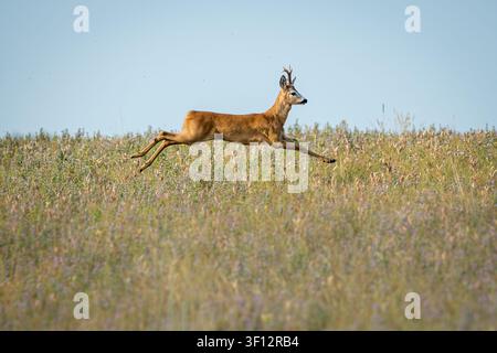 Blick auf einen Rehbock, der durch ein Feld mit Wildblumen und hohem Gras unter einem klaren Himmel in Debrzno, Woiwodschaft Pommern, Polen springt. Stockfoto