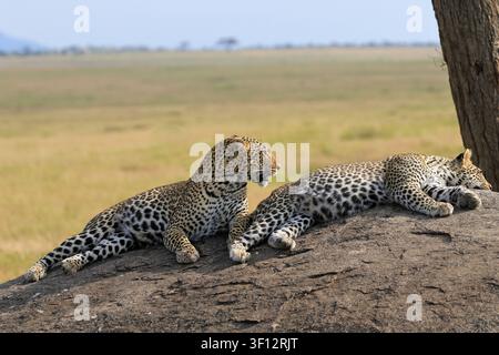 Erwachsene Leopardenfrau, Panthera pardus, liegt mit ihrem Jungtier auf einem Granitfelsen im Serengeti-Nationalpark, Seronera-Tal, Tansania, Ostafrika. Stockfoto