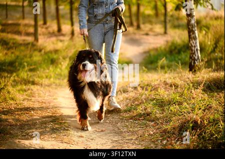 Hund läuft an loser Leine in einem Naturpark bei Sonnenuntergang, Frau spaziert mit Berner Sennenhund auf Waldweg. Alltägliche Haustier-Fitness-Routine und Canin Stockfoto